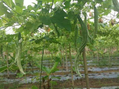 Yılan kabağı bitkisinin görüntüsü..