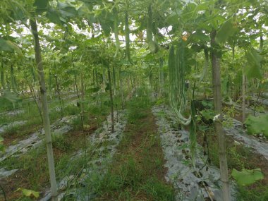 Yılan kabağı bitkisinin görüntüsü..