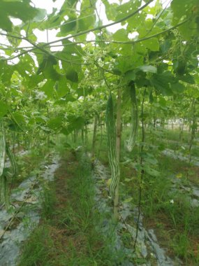 Yılan kabağı bitkisinin görüntüsü..