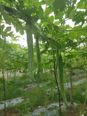 Yılan kabağı bitkisinin görüntüsü..