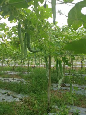 Yılan kabağı bitkisinin görüntüsü..