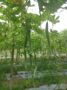 Yılan kabağı bitkisinin görüntüsü..