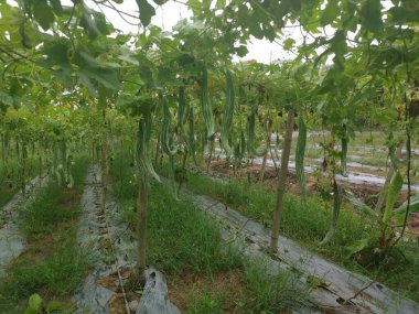 Yılan kabağı bitkisinin görüntüsü..