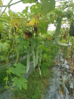 Yılan kabağı bitkisinin görüntüsü..