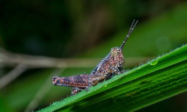 Kahverengi kabuklu çekirge yakın çekim