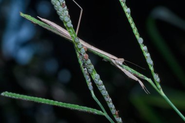 Kahverengi çubuk peygamber devesine yakın çekim