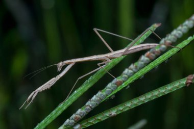 Kahverengi çubuk peygamber devesine yakın çekim