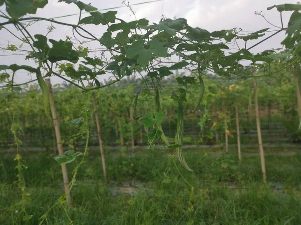 Image Shot Snake Gourd Plant — Stock Photo, Image