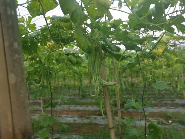 Bild Bild Bild Ormen Gourd Anläggningen — Stockfoto