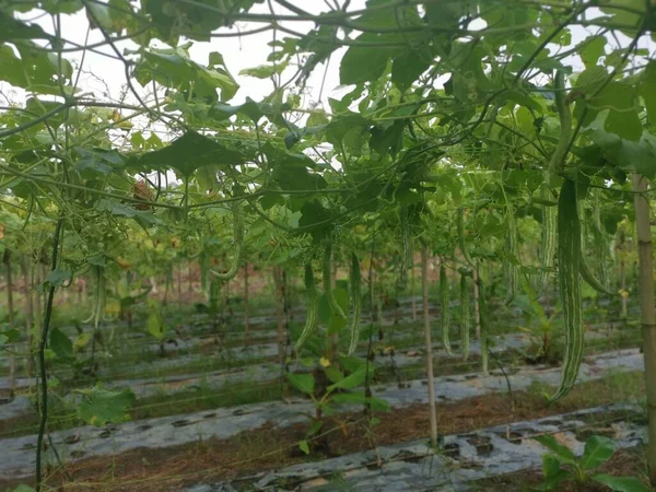 Imagem Planta Cabaça Cobra — Fotografia de Stock