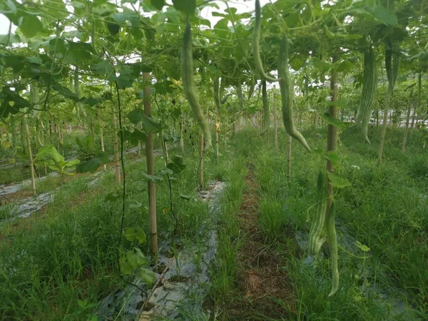 Imagem Planta Cabaça Cobra — Fotografia de Stock