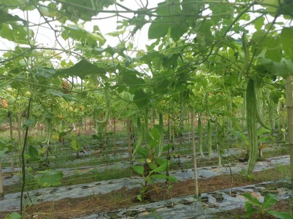 Imagem Planta Cabaça Cobra — Fotografia de Stock