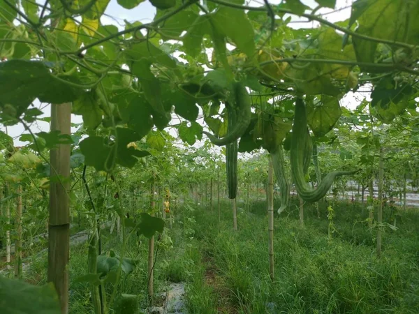 Yılan kabağı bitkisinin görüntüsü..