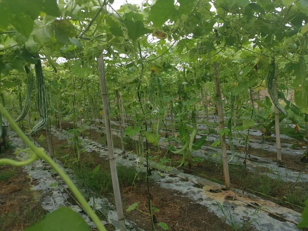 Yılan kabağı bitkisinin görüntüsü..