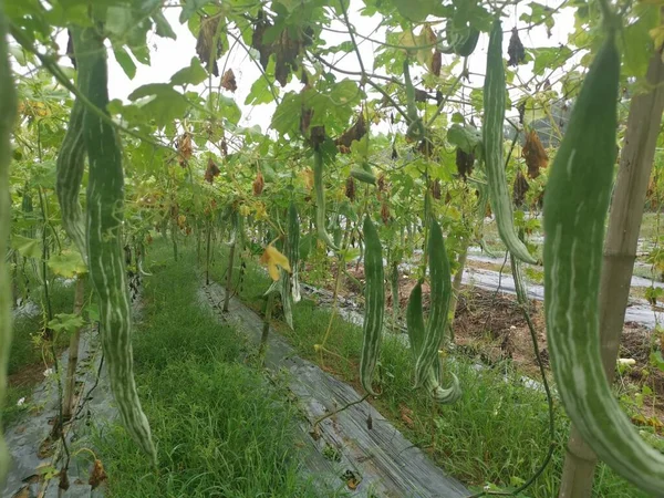 Yılan Kabağı Bitkisinin Görüntüsü — Stok fotoğraf