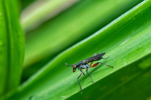 Gros Plan Sepedon Sphegea — Photo