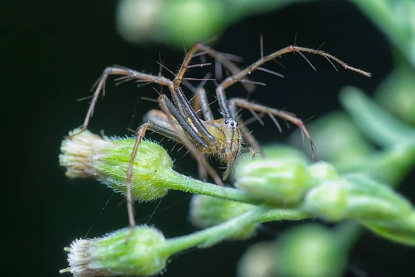 Primer Plano Con Araña Lince Hembra — Foto de Stock