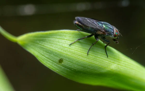 Close Shot Horsefly Perched Green Leaves — Stock Photo, Image