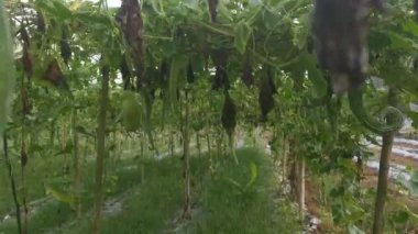 Yılan kabağı çiftliğinin görüntüleri..