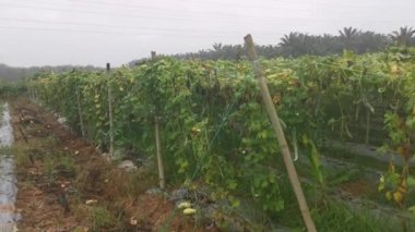 Yılan kabağı çiftliğinin görüntüleri..