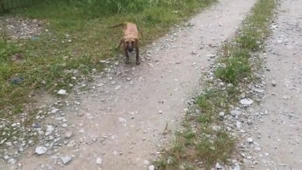 Filmaufnahmen Eines Verspielten Streunenden Welpen Der Auf Der Landstraße Läuft — Stockvideo