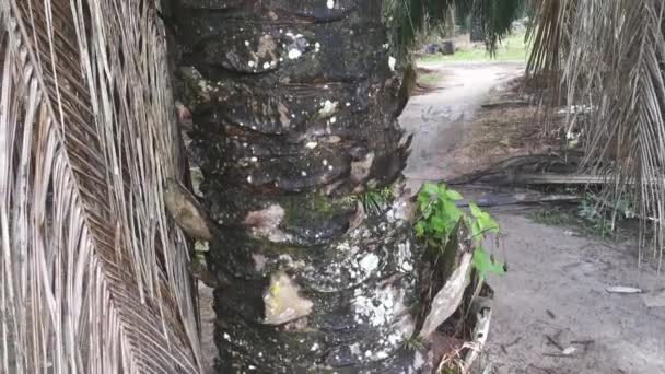 Palmiye Yağı Ağacında Büyüyen Asplenyum Nidus Görüntüleri — Stok video