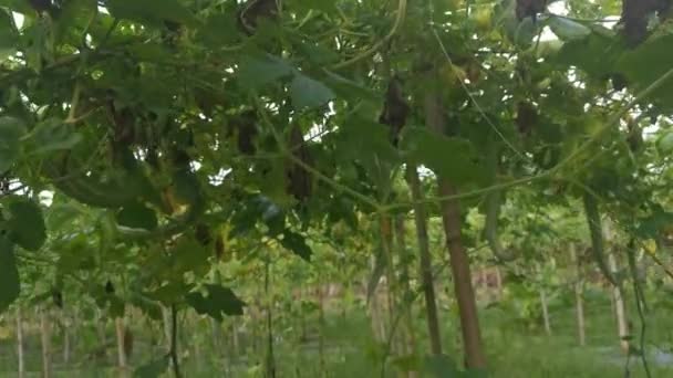 Footage Snake Gourd Farm — Stock Video