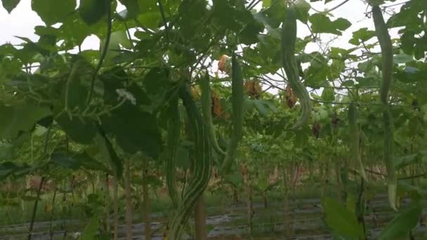 Footage Snake Gourd Farm — Stock Video