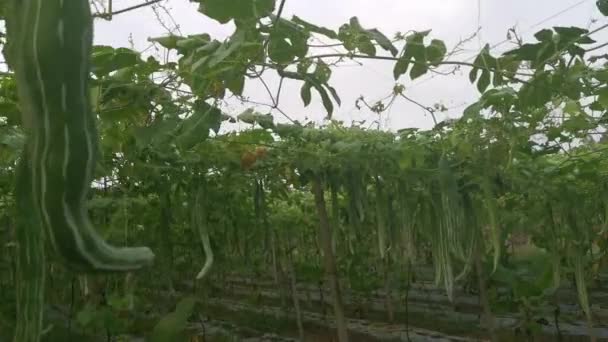 Footage Snake Gourd Farm — Stock Video