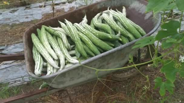 Footage Snake Gourd Farm — Stock Video