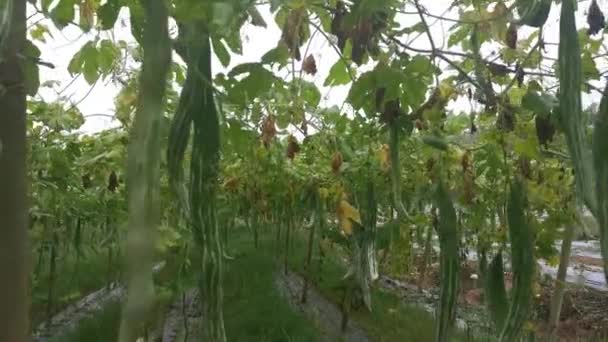 蛇葫芦养殖场的镜头 — 图库视频影像