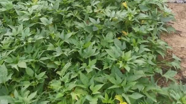 Footage Crawling Sweet Potato Vine Ground — Stock Video