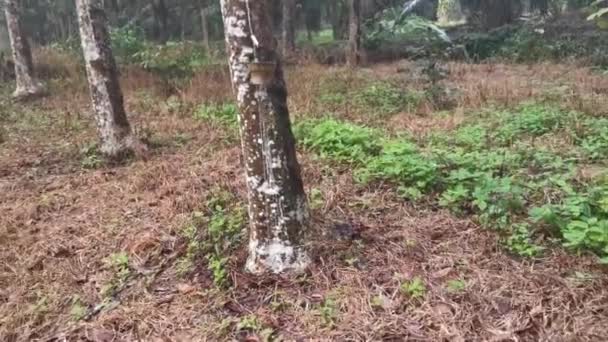 Cenário Imagens Fazenda Árvores Borracha — Vídeo de Stock