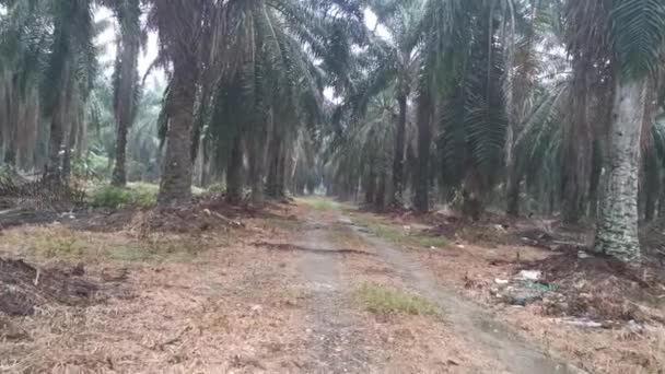 Imagens Estrada Rural Rural Após Chuva — Vídeo de Stock