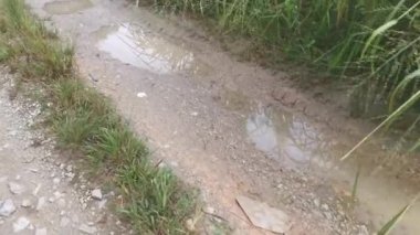 Yağmurdan sonraki kırsal yolun görüntüleri..