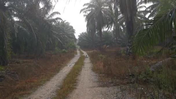 Imágenes Carretera Rural Después Lluvia — Vídeos de Stock