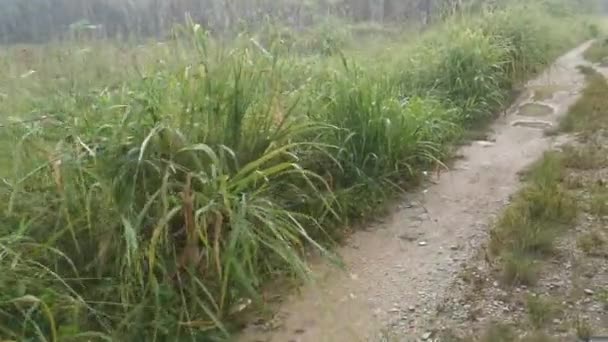 Felvétel Vidéki Országútról Eső Után — Stock videók