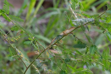 Oriental Garden Kertenkelesi - Kalotes versicolor, Asyalı ormanlardan ve çalılardan gelen renkli değişken kertenkele