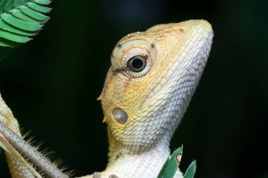 Oriental Garden Kertenkelesi - Kalotes versicolor, Asyalı ormanlardan ve çalılardan gelen renkli değişken kertenkele