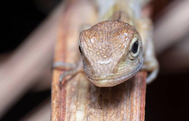 Oriental Garden Kertenkelesi - Kalotes versicolor, Asyalı ormanlardan ve çalılardan gelen renkli değişken kertenkele