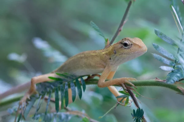 东方花园蜥蜴 来自亚洲森林和灌木丛的五彩斑斓 五彩斑斓的蜥蜴 — 图库照片