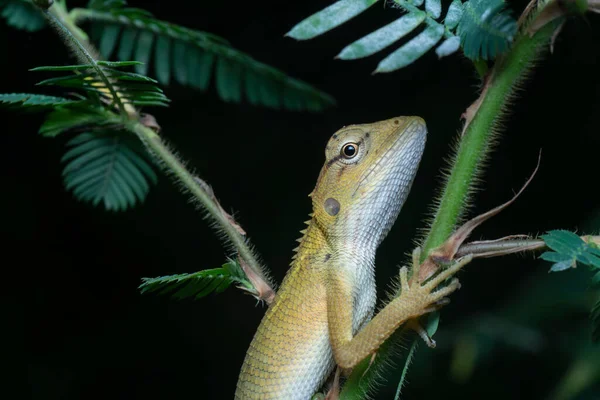 Oriental Garden Lizard - Calotes versicolor, colorful changeable lizard from Asian forests and bushes