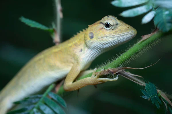 Orientalische Garteneidechse Calotes Versicolor Bunte Wandelbare Eidechse Aus Asiatischen Wäldern — Stockfoto