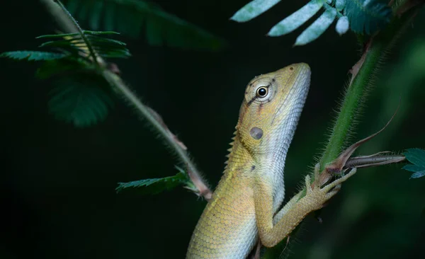 Lagarto Jardín Oriental Calotes Versicolor Colorido Lagarto Cambiante Los Bosques — Foto de Stock