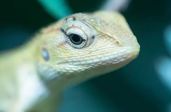 Oriental Garden Lizard Calotes Versicolor Lucertola Variopinta Mutevole Proveniente Foreste — Foto Stock