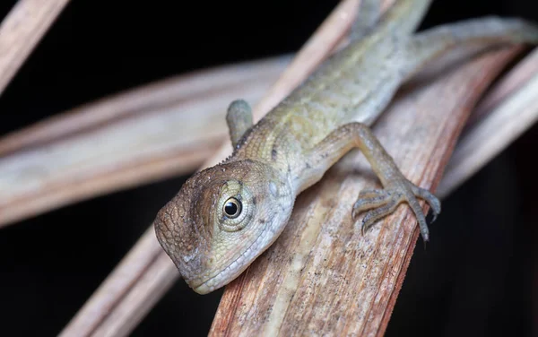 Oriental Garden Lizard Calotes Versicolor Kleurrijke Veranderlijke Hagedis Uit Aziatische — Stockfoto