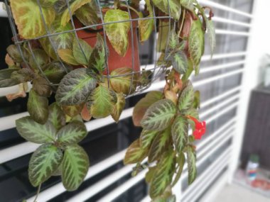 episcia cupreata ev bitkisinin görüntüsü.