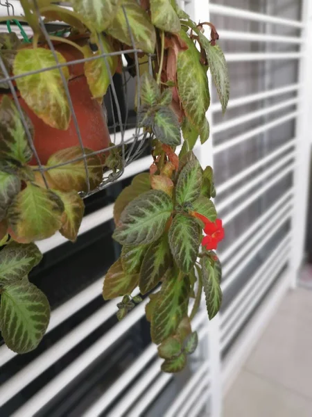 Image Episcia Cupreata Szobanövény — Stock Fotó