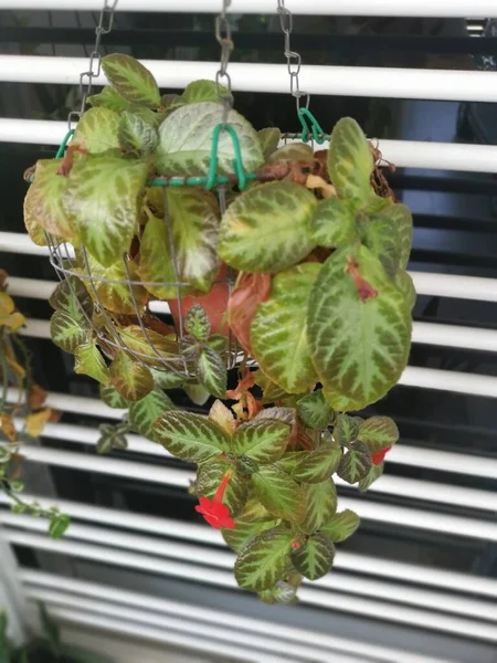 Episcia Cupreata Bitkisinin Görüntüsü — Stok fotoğraf