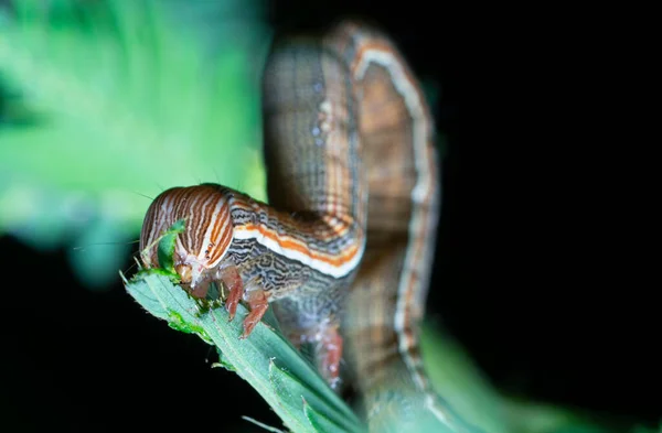 Close Shot Semilooper Thysanoplusia Orichalcea Noctuidae Caterpillar — Stock Photo, Image